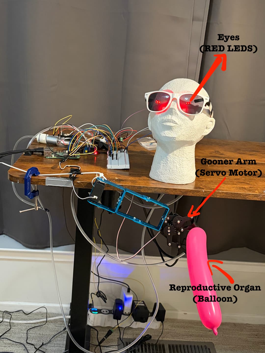 Claude Gooner Anatomy